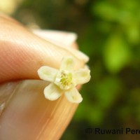 Erythroxylum novogranatense (D.Morris) Hieron.